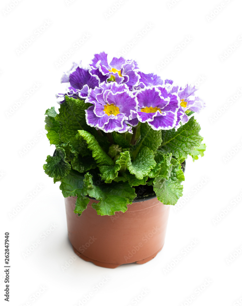 Colorful Primulas in pot isolated on white Colorful Primulas in pot isolated on white