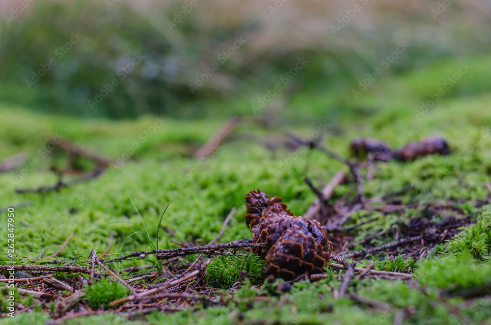 Obraz premium waldboden detailansicht
