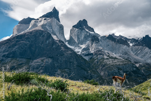 Guanaco in Torres Del Paine National Park in the Patagonia Region of Southern Chile  © Alisha