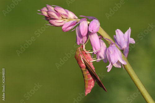 A beautiful Elephant Hawk-moth  Deilephila elpenor  perching on a pink bluebell wildflower. 