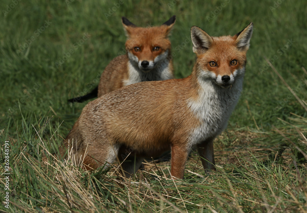 Fototapeta premium Two magnificent wild female Red Foxes (Vulpes vulpes) hunting for food in a field of long grass.