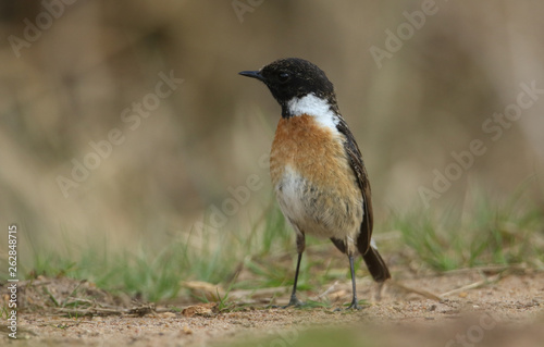 A stunning male Stonechat (Saxicola torquata) hunting on the ground for insects to eat. 