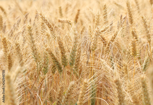 Barley (Hordeum vulgare) field. © Sandra Standbridge