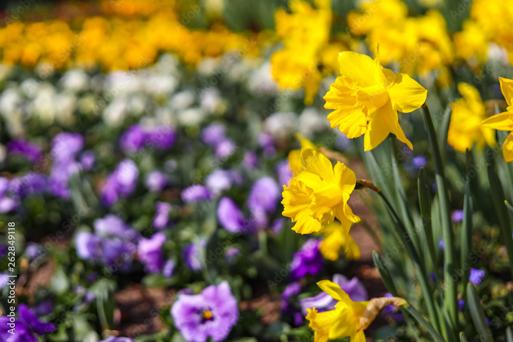 Narcissus flowers in spring time