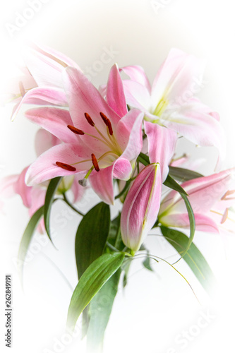 Pink lilly flower