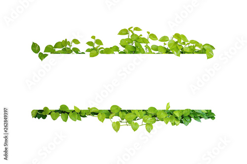 Green leaves nature frame border of devil's ivy or golden pothos the tropical foliage plant on white background.