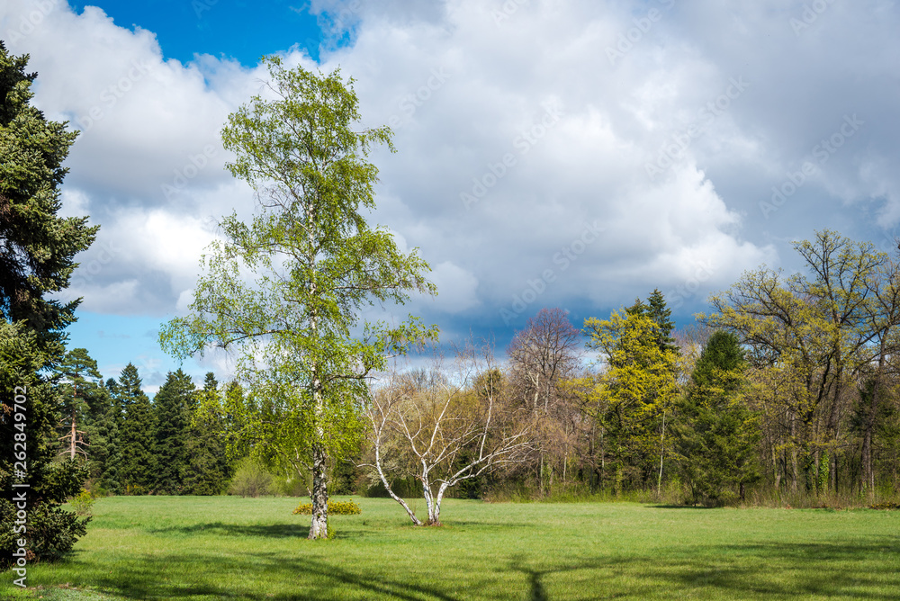 Green park with trees and blue sky. Spring background