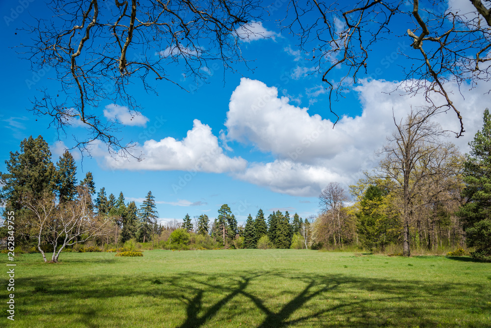 Obraz premium Green park with trees and blue sky. Spring background