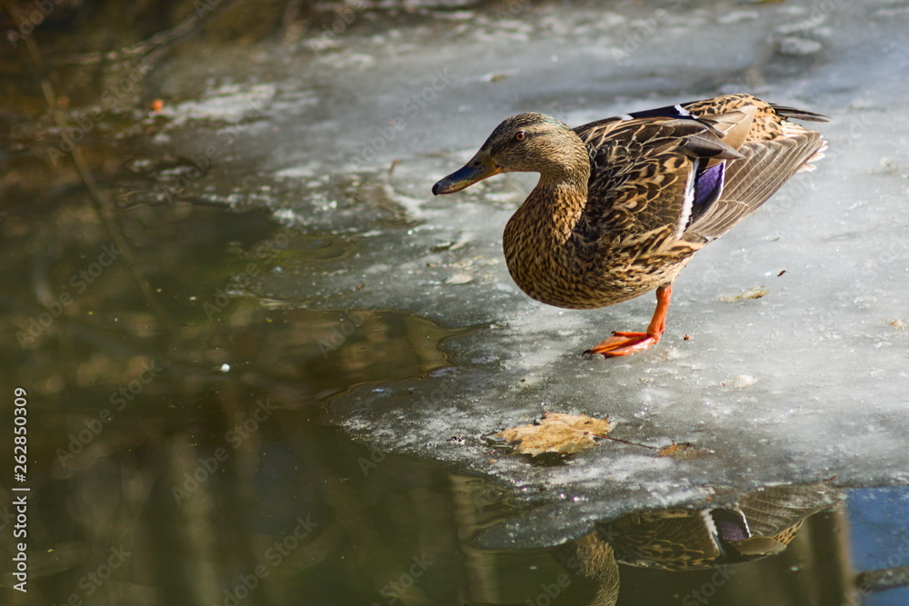 The duck looks into the pond whilst standing at the edge of the ice floes The duck looks into the pond whilst standing at the edge of the ice floes