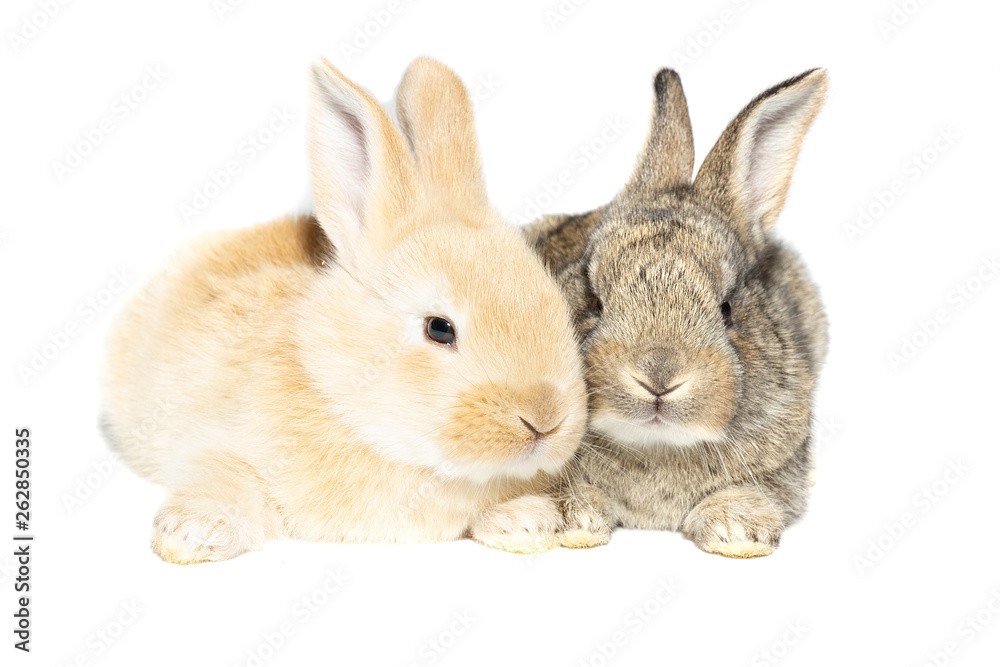 Obraz premium rabbit on white background