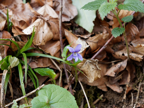 Viola reichenbachiana - Violette des bois ou violette de Reichenbach