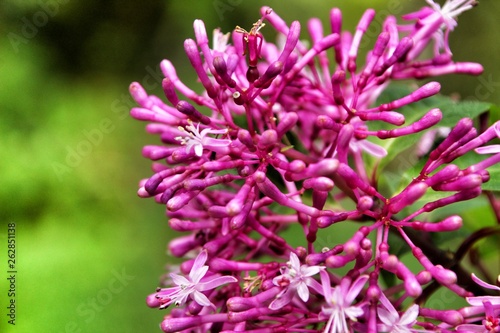 Beautiful Fuchsia paniculata flower in the garden