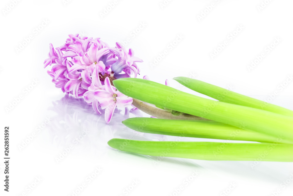 Obraz premium stylish, beautiful flowers on a white background