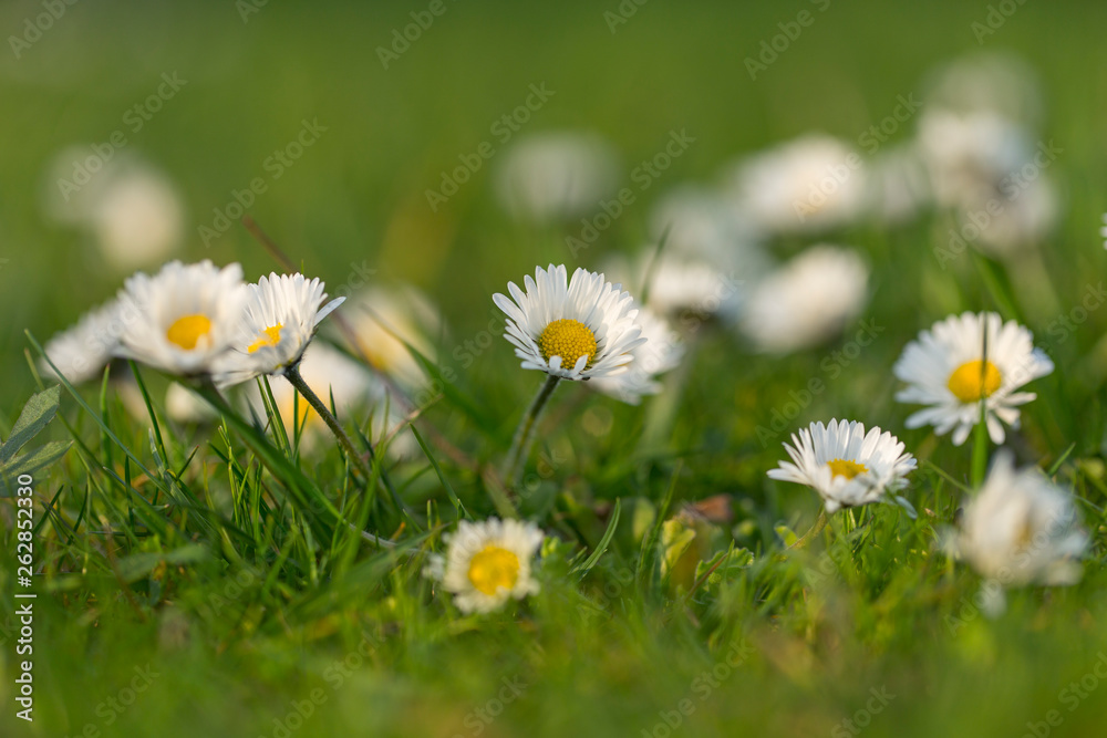 Fototapeta premium Wild flower Common daisy (Bellis perennis) on the meadow in spring, selective focus