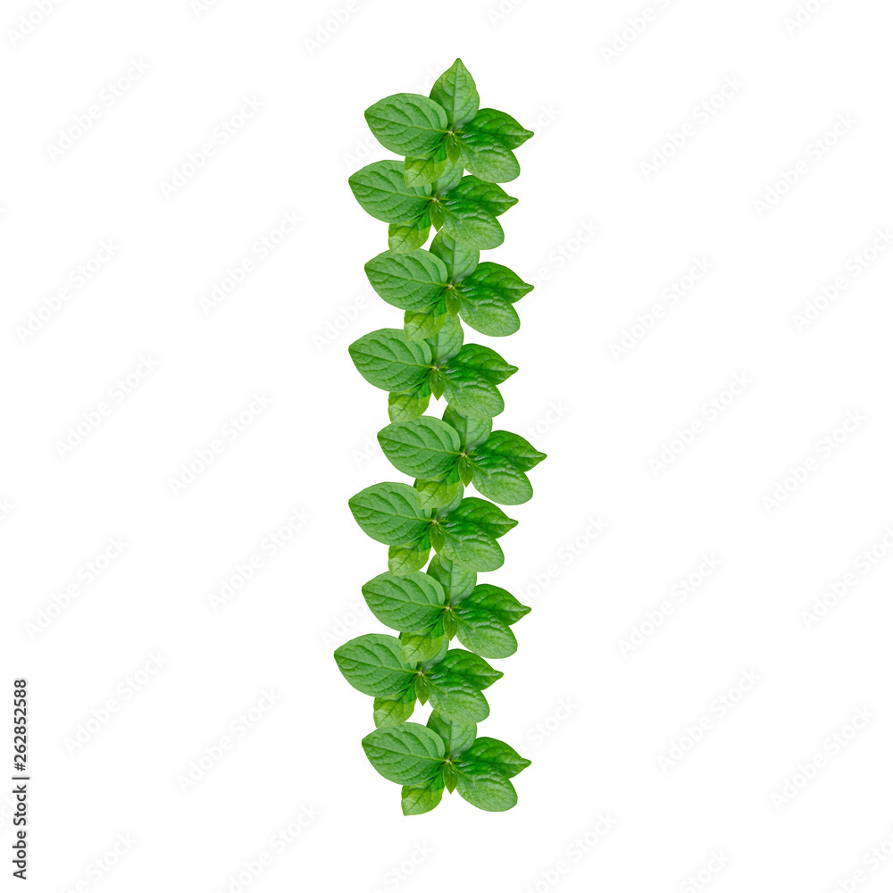 Letter I made from green leaves of persimmon, alphabet on isolated white background