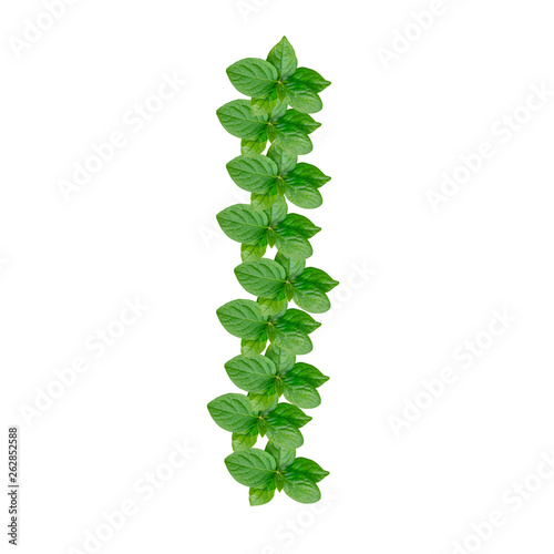 Obraz na płótnie Letter I made from green leaves of persimmon, alphabet on isolated white background w salonie