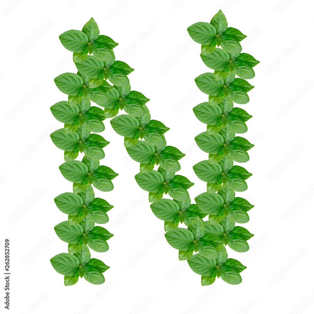 Letter N made from green leaves of persimmon, alphabet on isolated white background