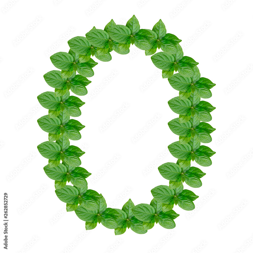 Letter O made from green leaves of persimmon, alphabet on isolated white background