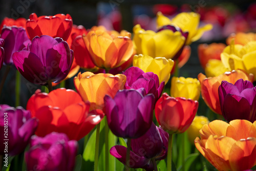 Colorful Tulips Closeup