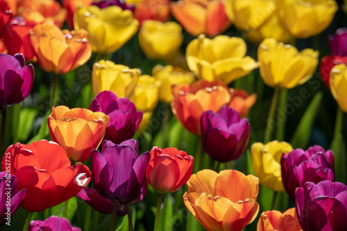Colorful Tulips Closeup