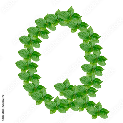 Letter Q made from green leaves of persimmon, alphabet on isolated white background