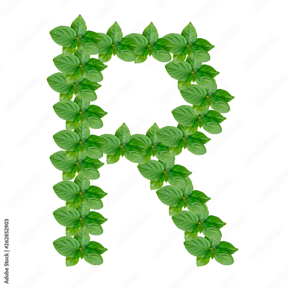 Letter R made from green leaves of persimmon, alphabet on isolated white background