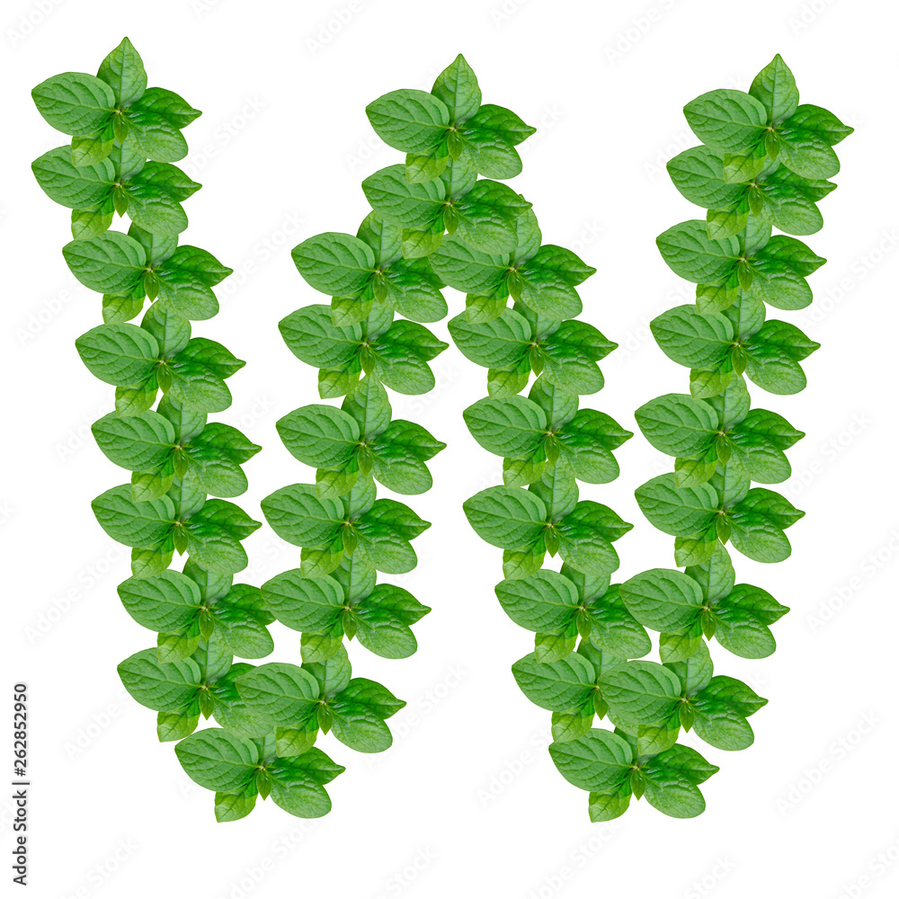 Letter W made from green leaves of persimmon, alphabet on isolated white background