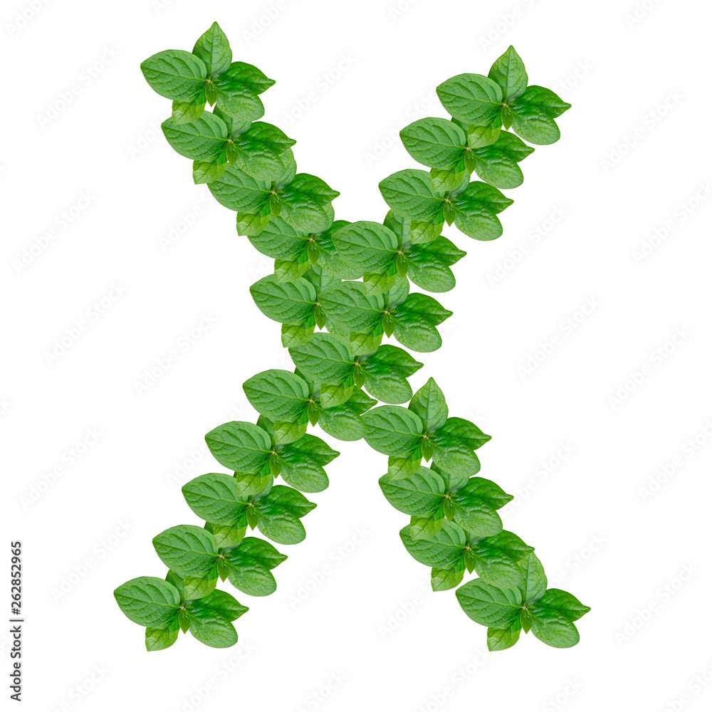 Letter X made from green leaves of persimmon, alphabet on isolated white background
