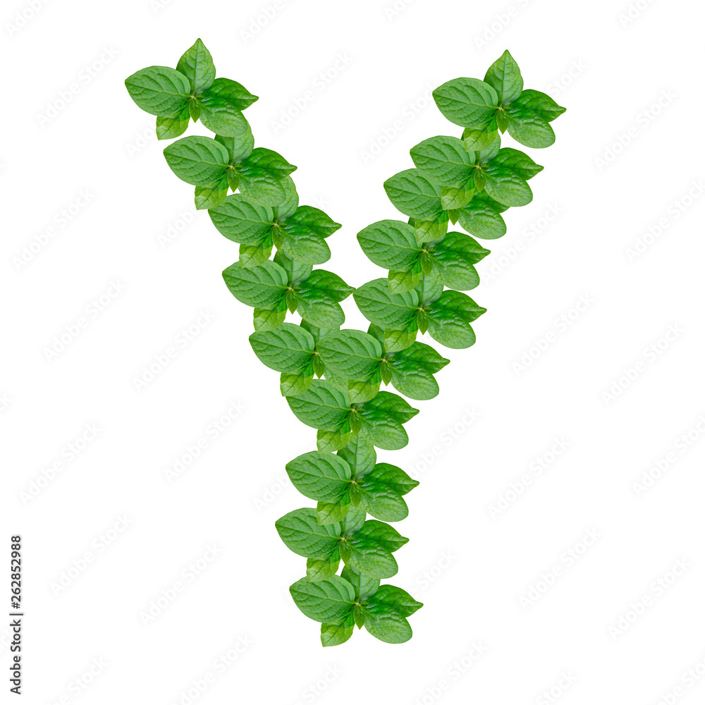 Letter Y made from green leaves of persimmon, alphabet on isolated white background