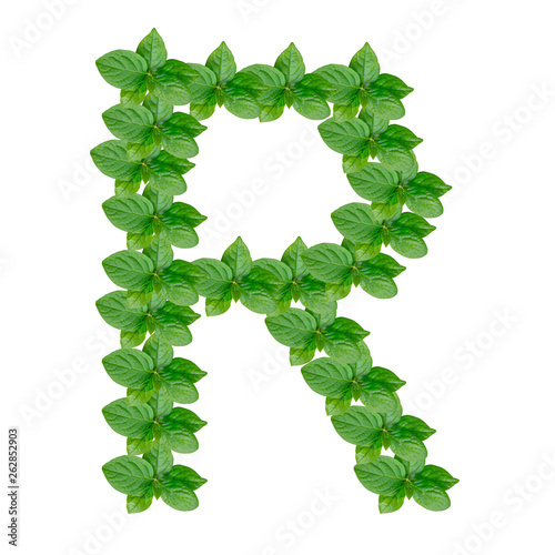 Obraz na płótnie Letter R made from green leaves of persimmon, alphabet on isolated white background w salonie