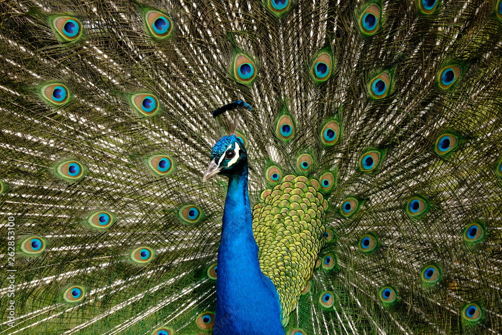 Obraz premium Peacock 3