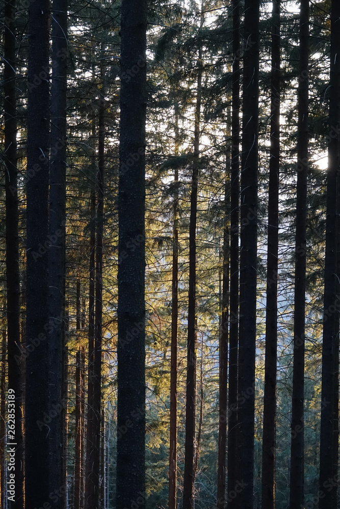 Wald