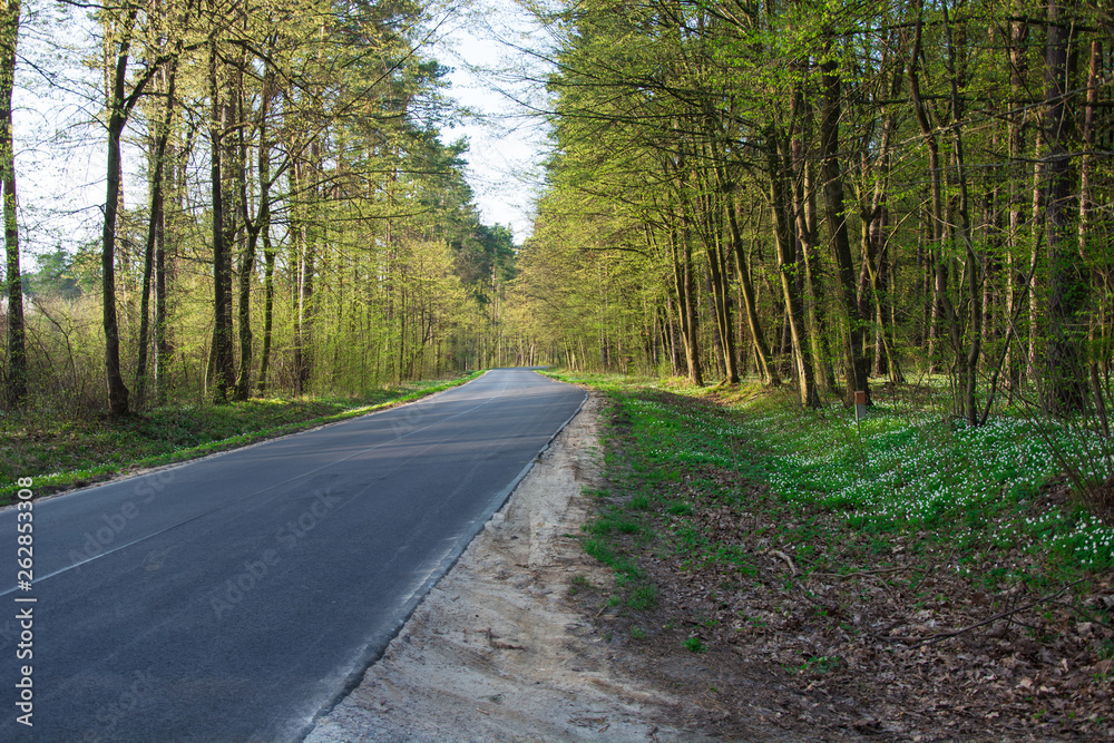 Asphalt road through a blooming forest