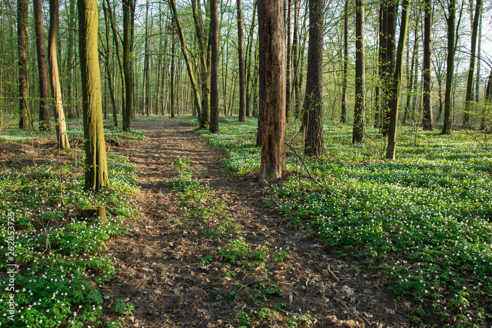 Road through a blooming green forest Road through a blooming green forest