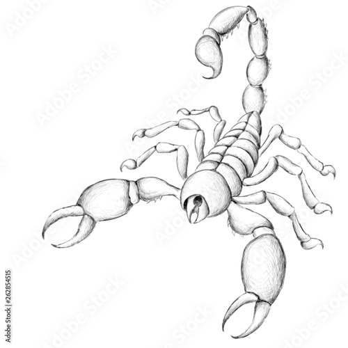 The Vector logo scorpion for T-shirt design or outwear.  Hunting style insect background.