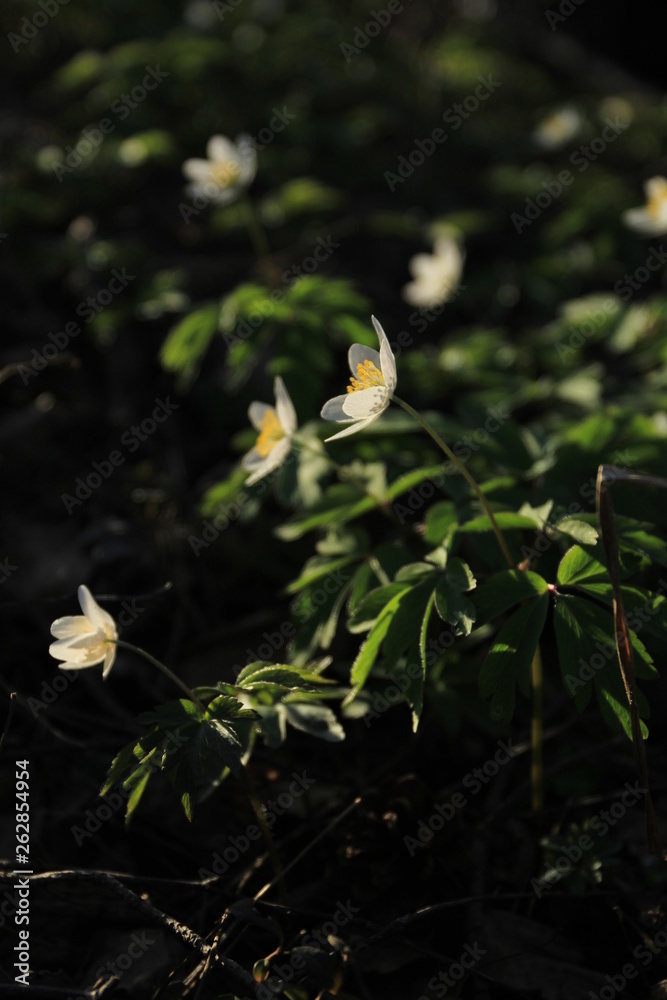 White snowdrops in the forest close up