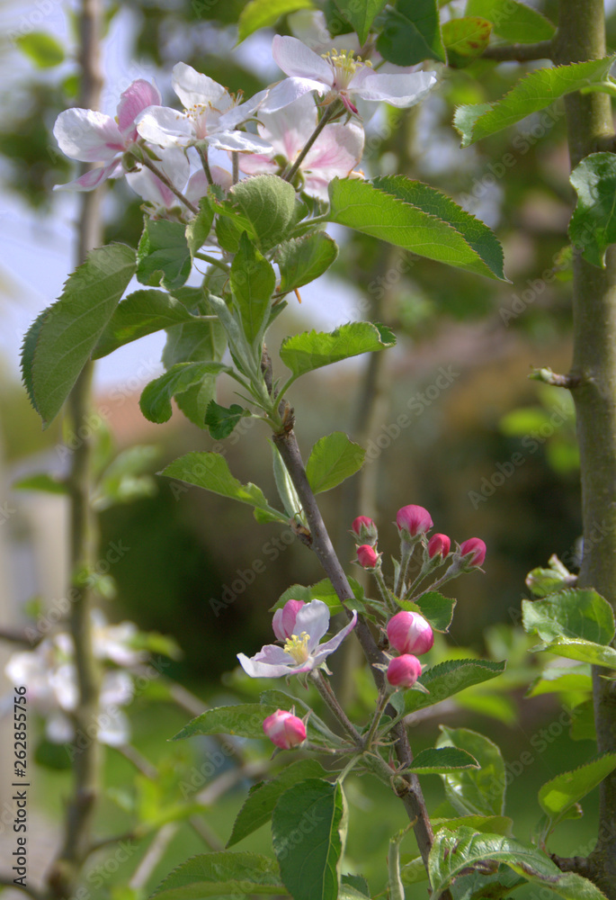 pommier en fleurs au printemps pommier en fleurs au printemps