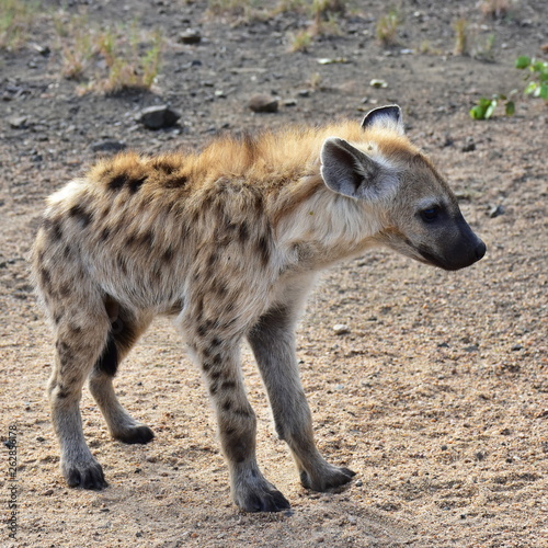 cute young cub of spotted hyaena
