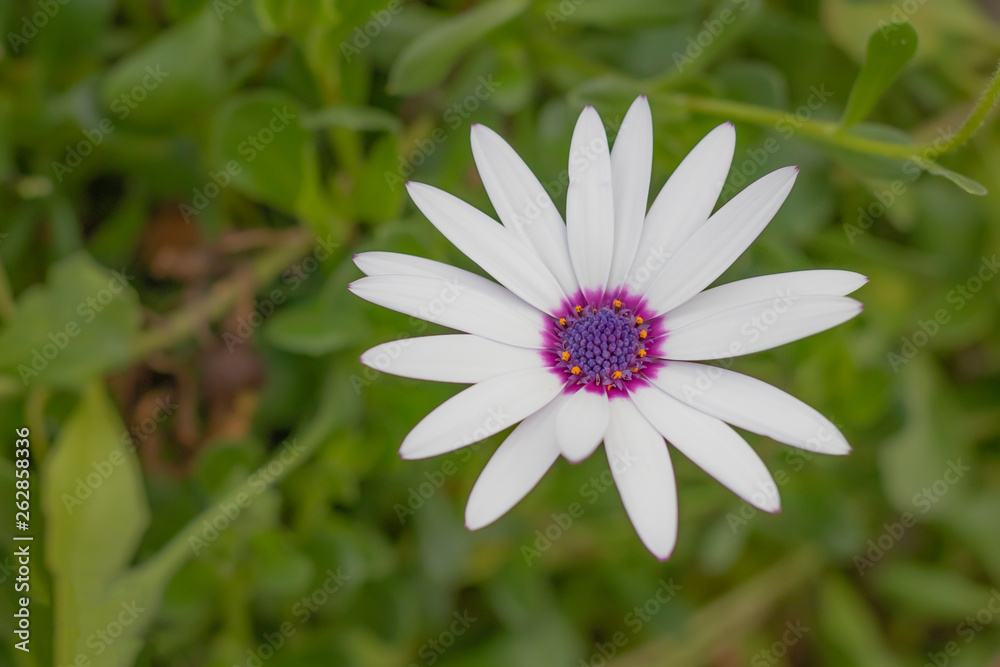 White flower with purple stamens in the center White flower with purple stamens in the center
