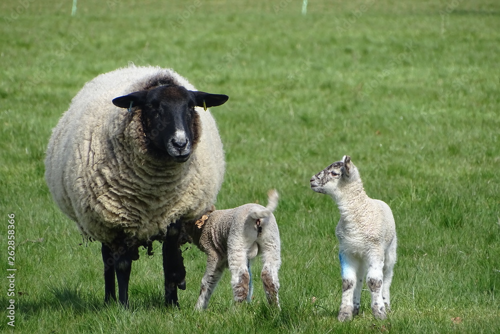 Cute baby lambs with their mother Cute baby lambs with their mother