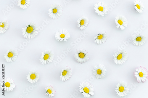 Summer concept chamomile flowers texture on white background. Flat lay, top view