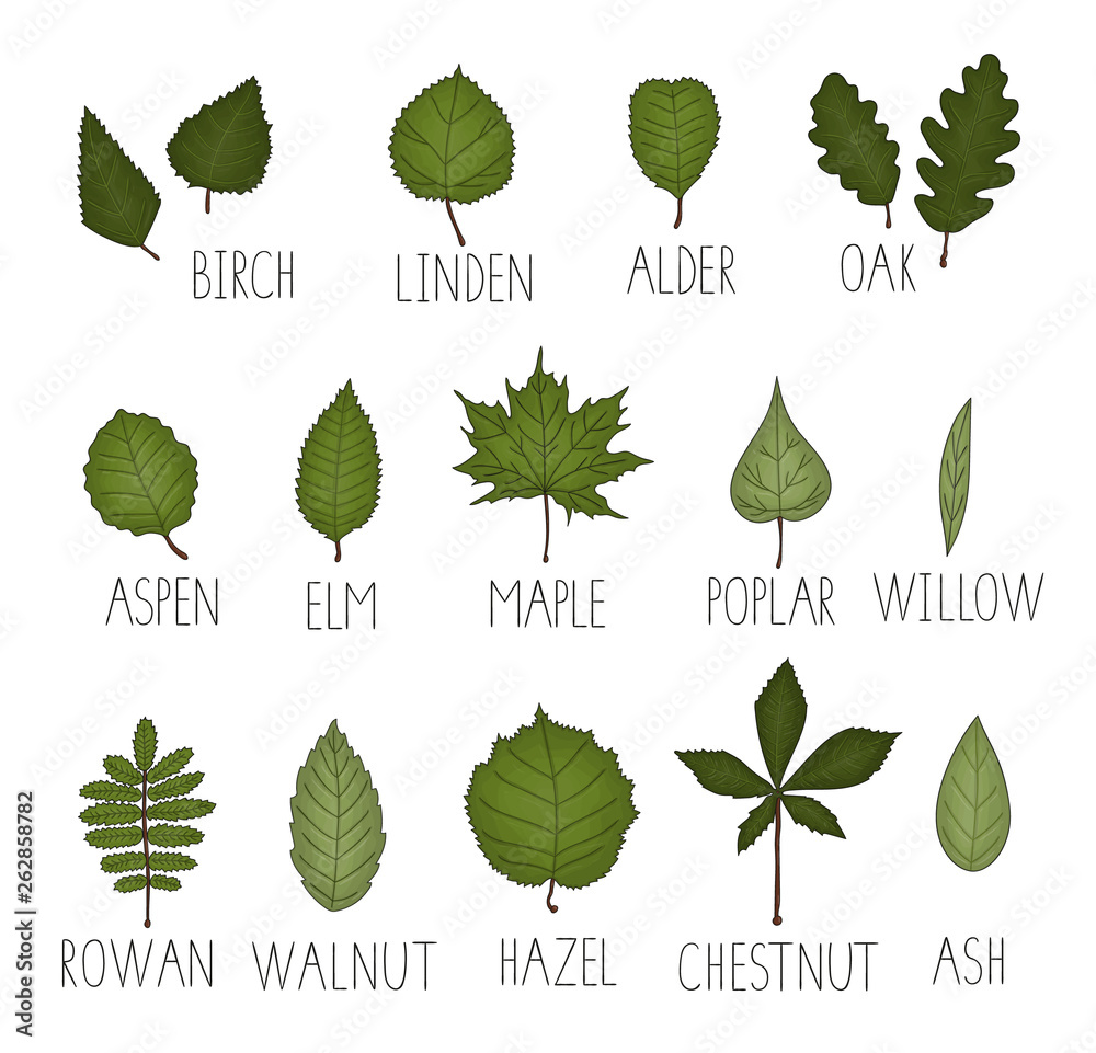 Vector set of colored green leaf isolated on white background. Colorful