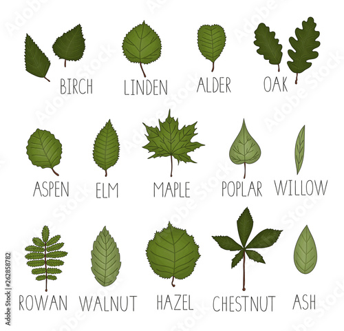 Vector set of colored green leaf isolated on white background. Colorful pack of birch, maple, oak, rowan, chestnut, hazel, linden, alder, aspen, elm, poplar, willow, walnut, ash leaves. Cartoon style
