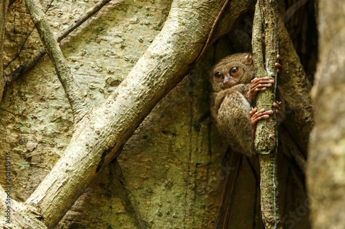 Spectral Tarsier, Tarsius spectrum, portrait of rare endemic nocturnal mammals, small cute primate in large ficus tree in jungle, Tangkoko National Park, Sulawesi, Indonesia, Asia photo