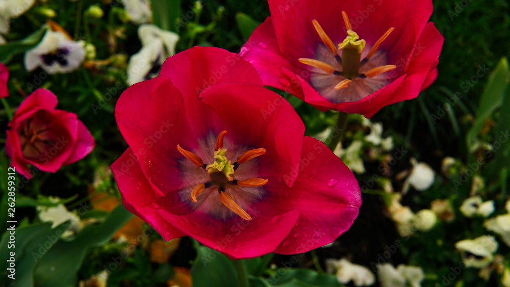 pink flower.