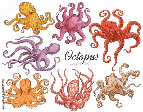 Hand drawn designed various colors octopuses elements for label and poster.