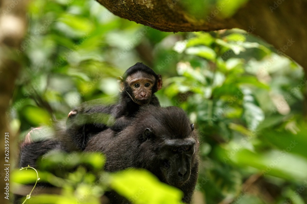 Obraz premium Macaque with small cute baby on the branch of the tree. Close up portrait. Endemic black crested macaque or the black ape. Natural habitat. Unique mammals in Tangkoko National Park,Sulawesi. Indonesia
