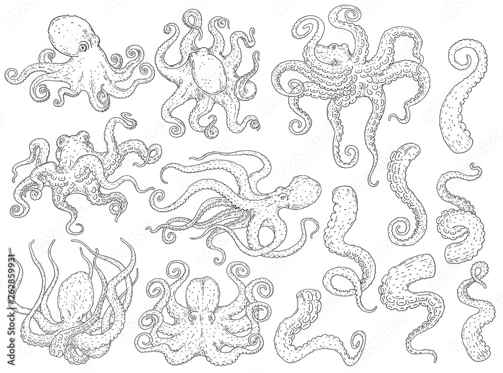 Set of black and white octopus animals, cute collection of octopi in different positions
