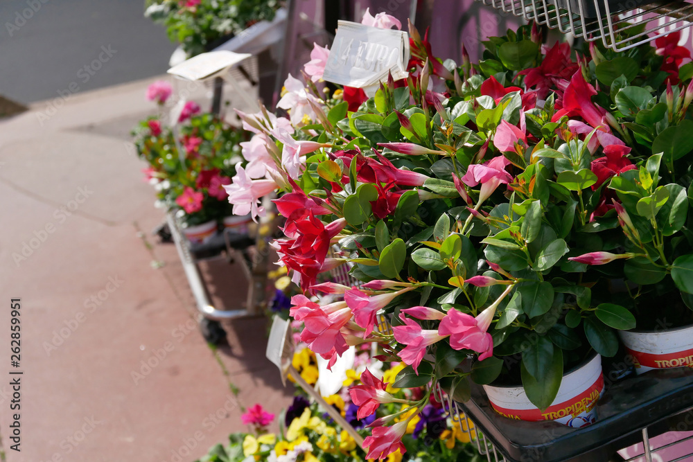 Little Flower market