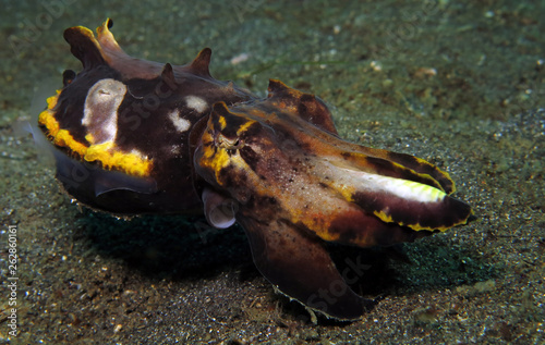 Underwater world - flamboyant cuttlefish. Lembeh strait  Indonesia.